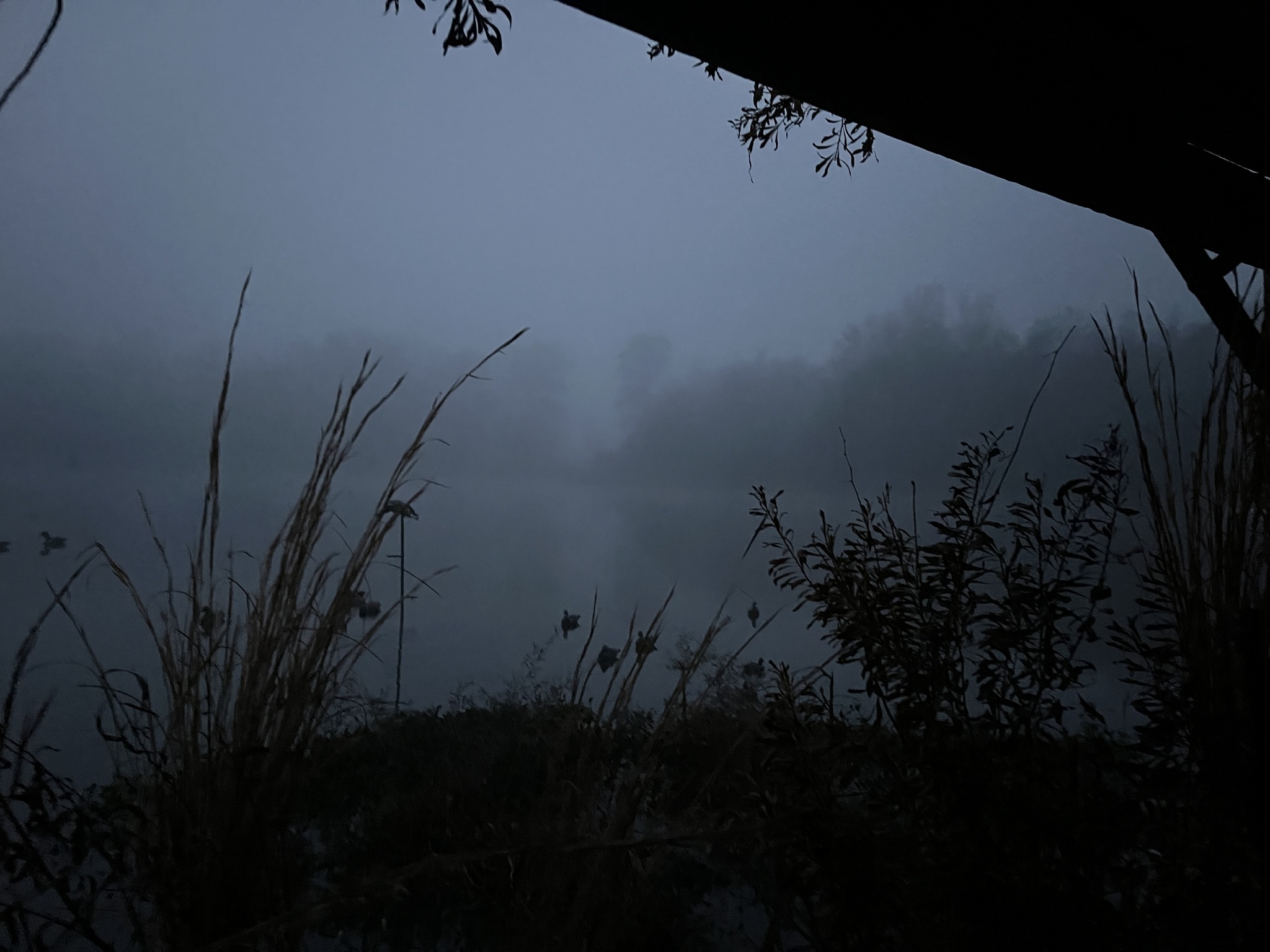 Foggy Morning Hunt
