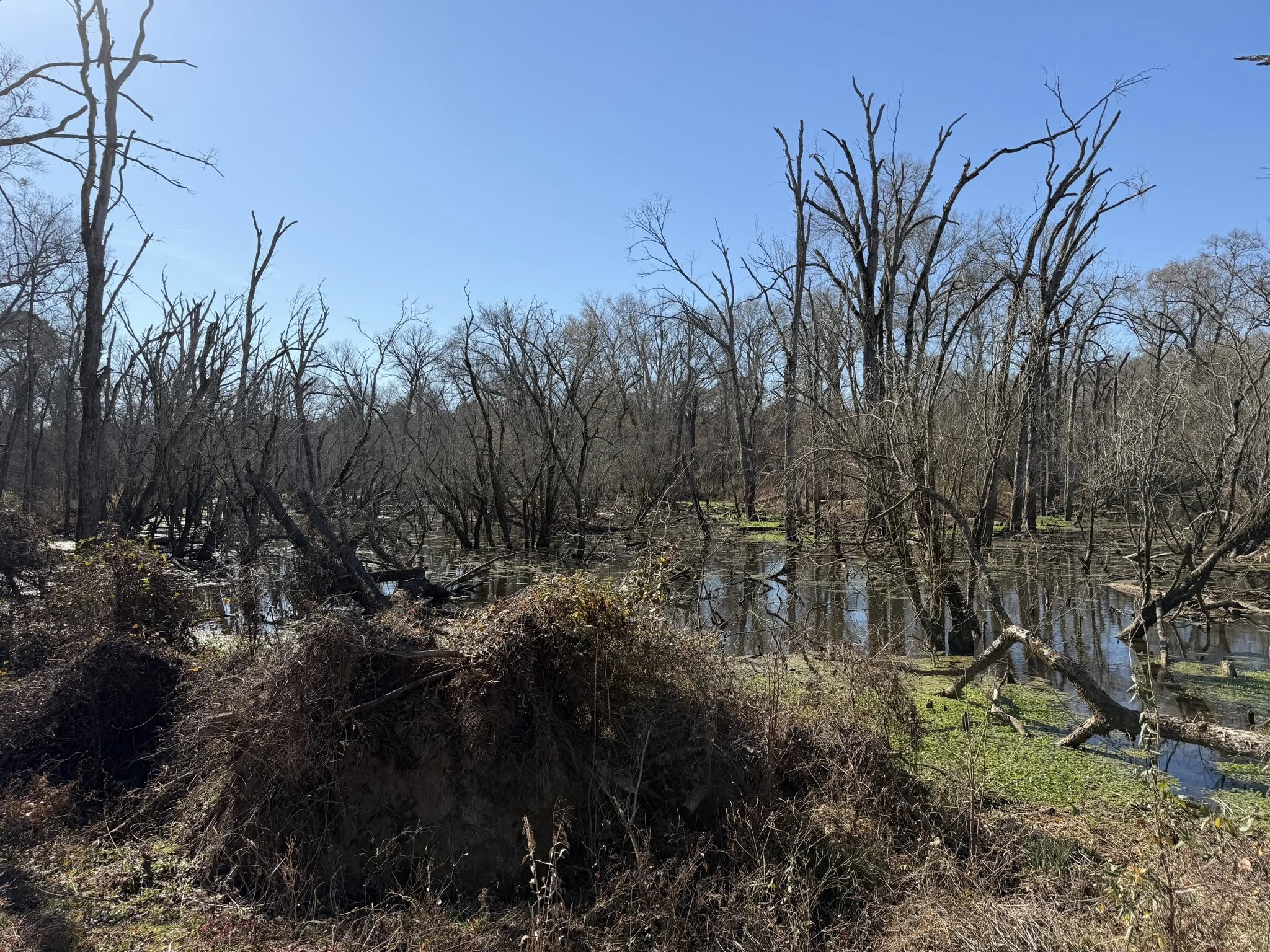 East Texas Marsh