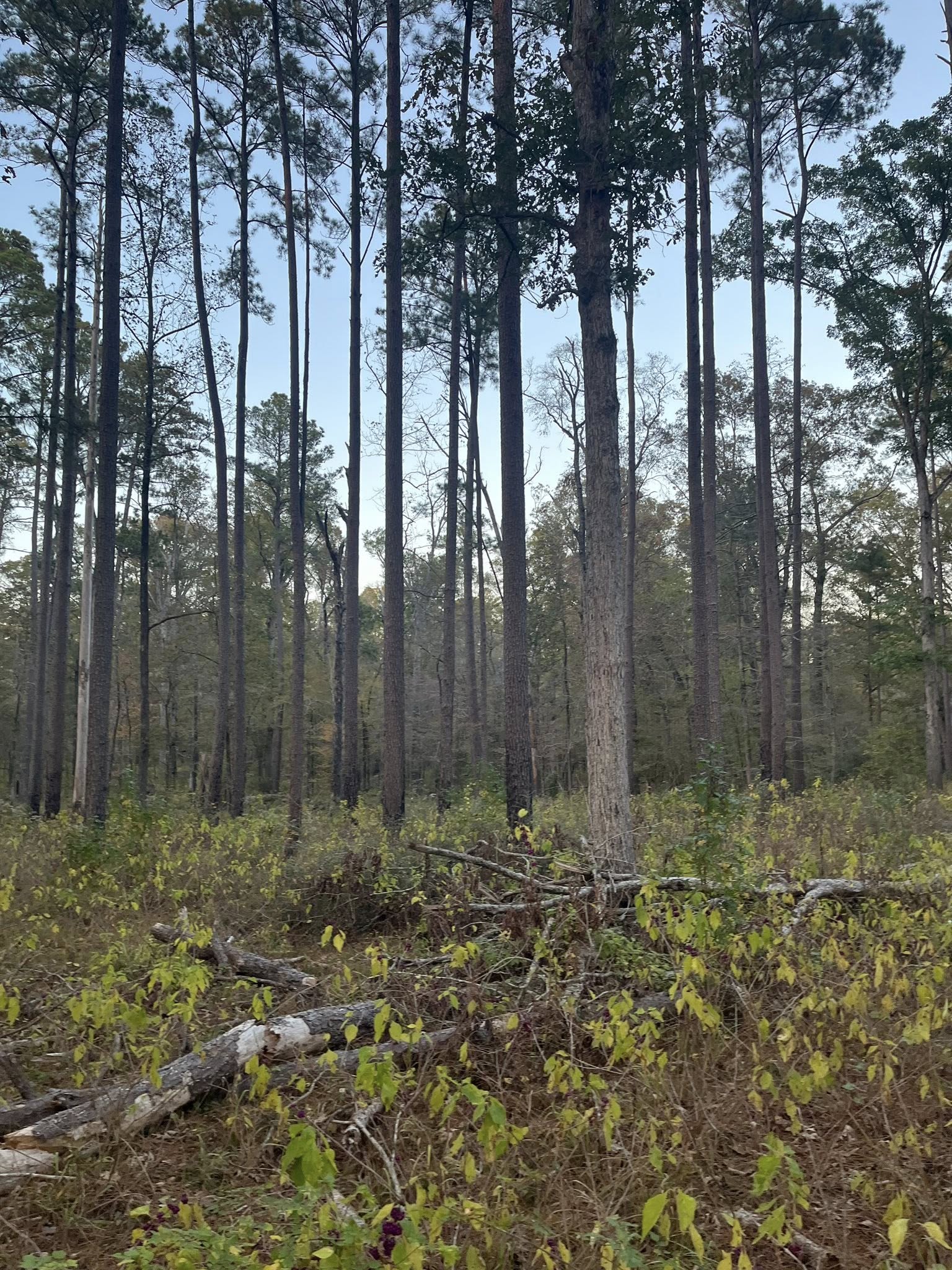 Dense tree line along hunting grounds